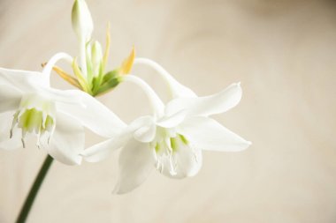 Bulanık arka plan üzerinde romantik doğal beyaz çiçekler
