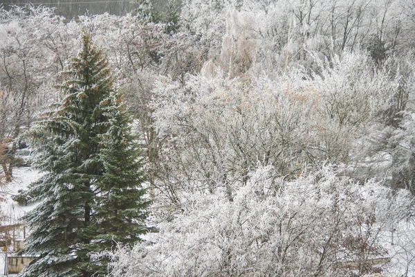 Açık havada güzel bir kış manzarası. Karla kaplı bir parkta ağaçlar. — Stok fotoğraf