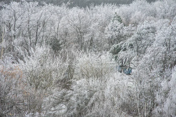Hermoso panorama invernal al aire libre. Árboles en un parque cubierto de nieve . —  Fotos de Stock