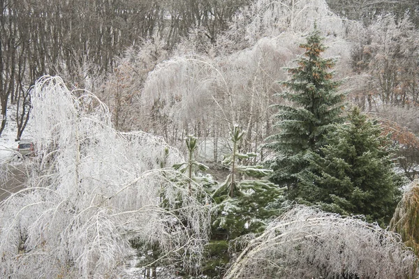 Hermoso panorama invernal al aire libre. Árboles en un parque cubierto de nieve . —  Fotos de Stock