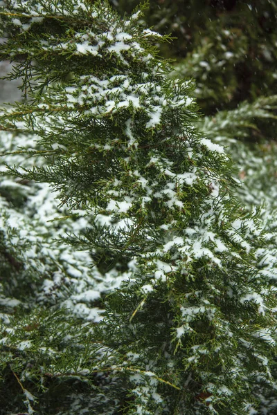 Fondo de Navidad natural de invierno. Una rama verde de un abeto siempreverde cubierto de nieve . —  Fotos de Stock