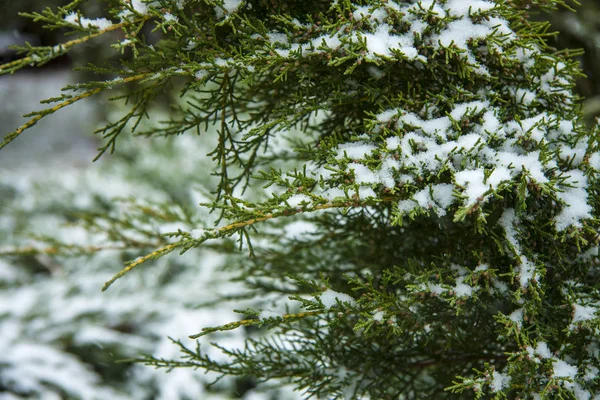 Fondo de Navidad natural de invierno. Una rama verde de un abeto siempreverde cubierto de nieve . —  Fotos de Stock