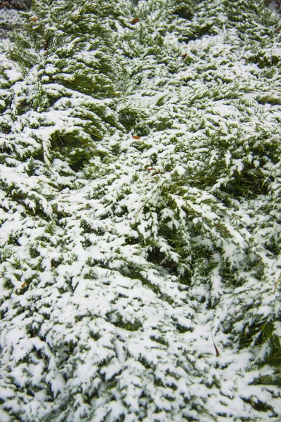 Fondo de Navidad natural de invierno. Una rama verde de un abeto siempreverde cubierto de nieve . —  Fotos de Stock