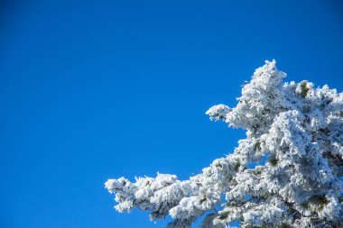 Güzel kış doğal manzarası. Ormanda mavi gökyüzüne karla kaplı ladin dalları. Güneşli açık bir gün.