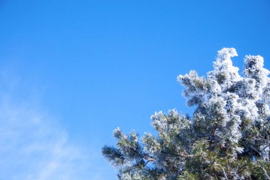 Güzel kış doğal manzarası. Ormanda mavi gökyüzüne karla kaplı ladin dalları. Güneşli açık bir gün.