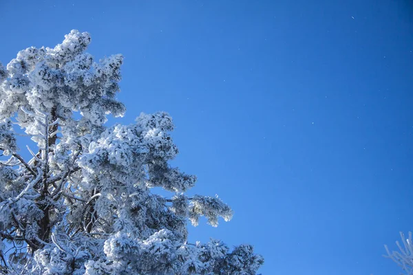Hermoso paisaje natural de invierno. Rama de picea cubierta de nieve contra el cielo azul en la calle en el bosque. Día despejado soleado . —  Fotos de Stock