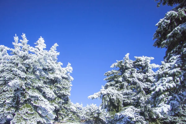 Beautiful winter natural landscape. Branch of spruce covered with snow against blue sky on street in forest. Sunny clear day. — Stock Photo, Image