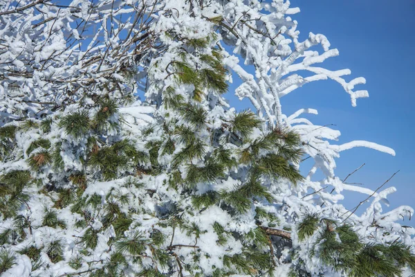 Hermoso paisaje natural de invierno. Rama de picea cubierta de nieve contra el cielo azul en la calle en el bosque. Día despejado soleado . —  Fotos de Stock