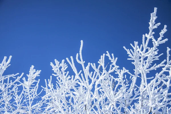 Hermoso paisaje natural de invierno. Rama de picea cubierta de nieve contra el cielo azul en la calle en el bosque. Día despejado soleado . —  Fotos de Stock