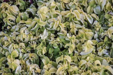 Doğal arka plan bitkileri peyzaj tasarımı. Çiçek tarhında açık sarı koleus yaprakları. Süslü, nakışlı bahçeler,.