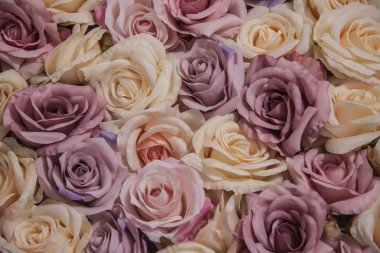 A large bouquet of purple and cream roses. In Full Bloom.