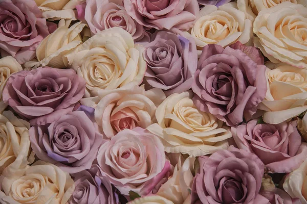Un gran ramo de rosas púrpura y crema. En plena floración . — Foto de Stock