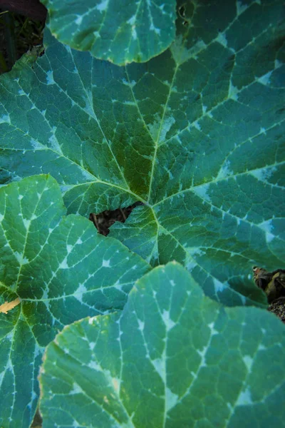 Fijne textuur pompoen bladeren op bed close-up. Landbouw en groenteelt. Gebruik van groene technologie . — Stockfoto