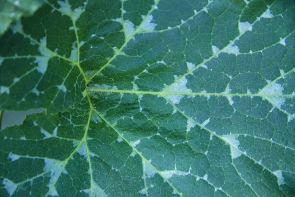 Λεπτή υφή φύλλα κολοκύθας στο κρεβάτι από κοντά. Γεωργία και καλλιέργεια λαχανικών. Χρήση πράσινης τεχνολογίας . — Φωτογραφία Αρχείου