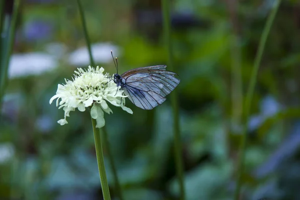 Kvetoucí zelená louka po dešti. Motýl s kapkami rosy. — Stock fotografie