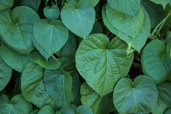 Mooie klimop blaadjes op een bed close-up. Land- en tuinbouw. — Stockfoto