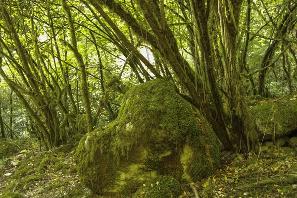 Paysage Naturel Estival Dans La Foret De Fantaisie Grande Taille Buisson Stock Photo Paysage Naturel Estival Dans La Foret De Fantaisie Grande Taille Buisson Stock Photo