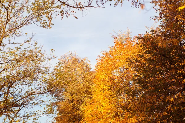 Színes lombozat az őszi parkban — Stock Fotó