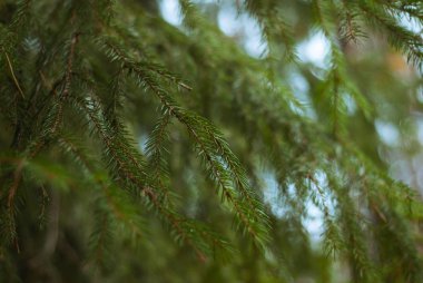 Kalın çam dalları, yakın çekim,