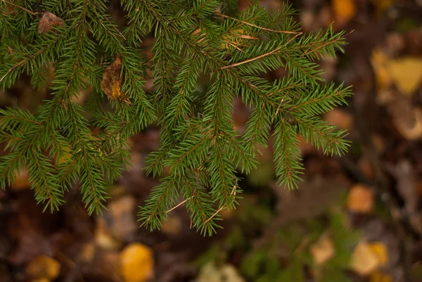 Spruce gren, närbild, — Stockfoto