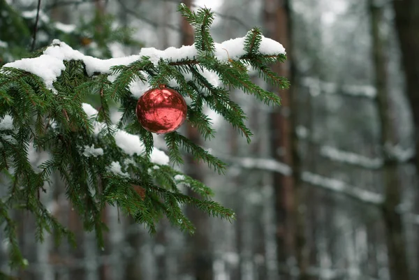 Röd jul boll på snöiga träd gren. — Stockfoto