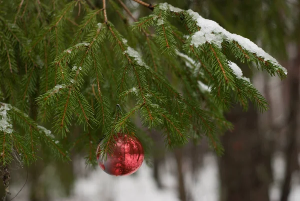 Bola de Natal vermelho no ramo de árvore nevada . — Fotografia de Stock