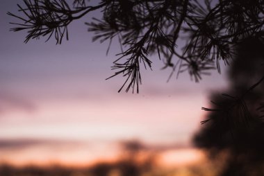 Ladin silueti gökyüzüne karşı şubeleri,