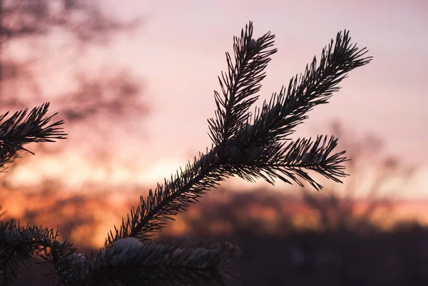 Silhuetten av spruce grenar mot himlen, — Stockfoto