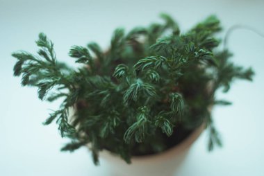 Araucaria, Noel ağaçları şeklinde bir saksı çiçek