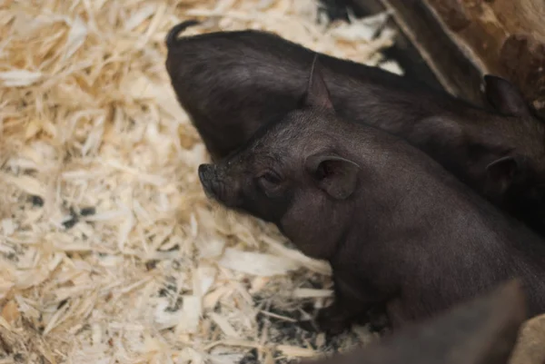 El cerdo oscuro — Foto de Stock