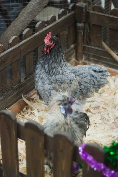 母鸡和公鸡在鸟笼里，动物园，象征着至 2017 年, — 图库照片