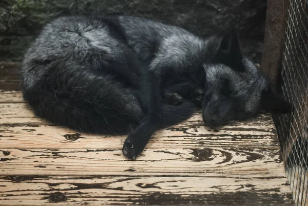 Black-brown Fox is sleeping on a wooden floor