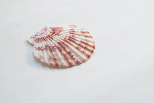 在白色背景上隔离的贝壳, — 图库照片