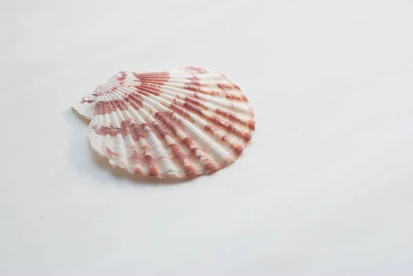 Seashell απομονώνονται σε λευκό φόντο, — Φωτογραφία Αρχείου