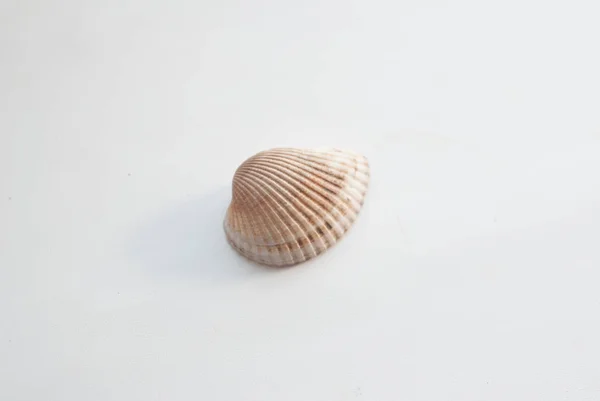 Seashell isolato su sfondo bianco, — Foto Stock