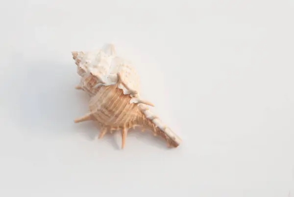 Seashell изолированы на белом фоне, — стоковое фото