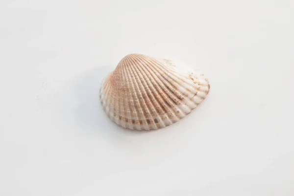 Seashell изолированы на белом фоне, — стоковое фото