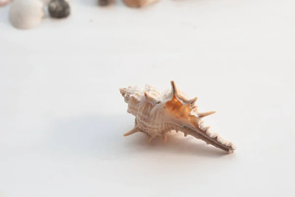 Seashell isolato su sfondo bianco, — Foto Stock