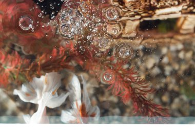 Akvaryum, en iyi, Balık yüzen, dekoratif kilit,