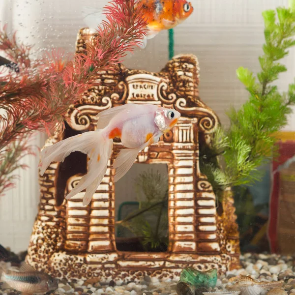 Aquarium, poissons nagent dans le fond de la fermeture décorative et les algues , — Photo