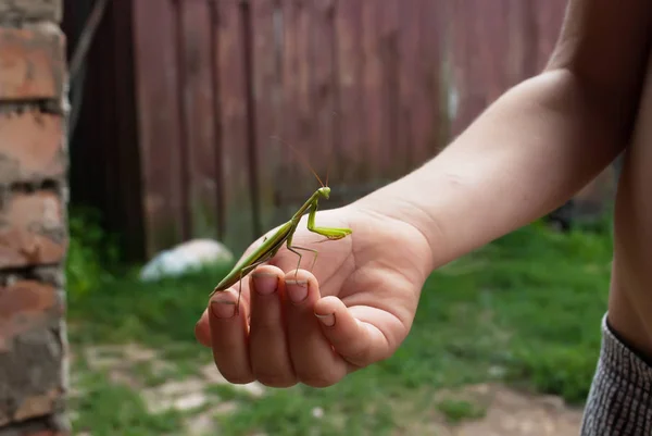 Mantis religiosa verde en la mano , — Foto de Stock