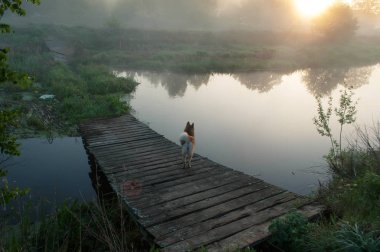 Köprü, harap eski köprünün diğer tarafında bir nehir şafakta, sis ve suyun üstünde belgili tanımlık köpek,