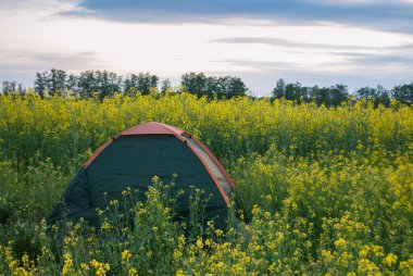 turist çadır günbatımı sahasının kolza tohumu,
