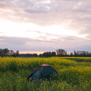turist çadır günbatımı sahasının kolza tohumu,