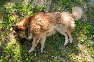 Köpek çim üzerinde uyuyor,
