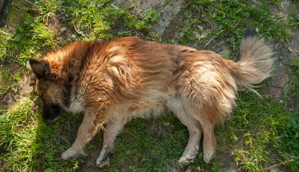 Câinele mort — Fotografie, imagine de stoc