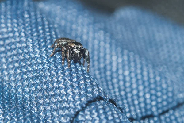 Spider-jumper en la ropa hombre , — Foto de Stock