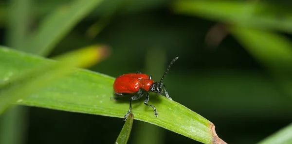 녹색 식물에 크롤 링 하는 빨간 딱정벌레, — 스톡 사진
