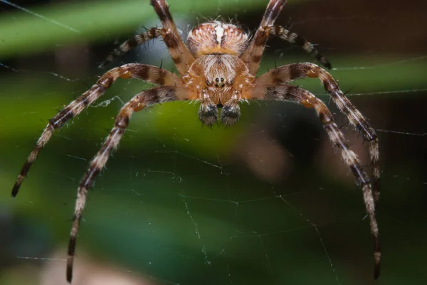 Spider man väntar offer närbild, trädgård-spindel på webben — Stockfoto