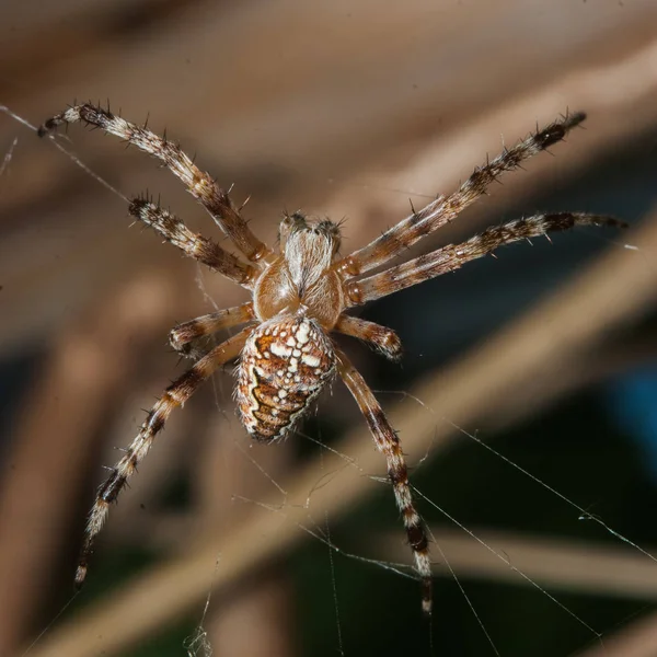 Hombre araña esperando a la víctima de cerca, jardín-araña en la web — Foto de Stock